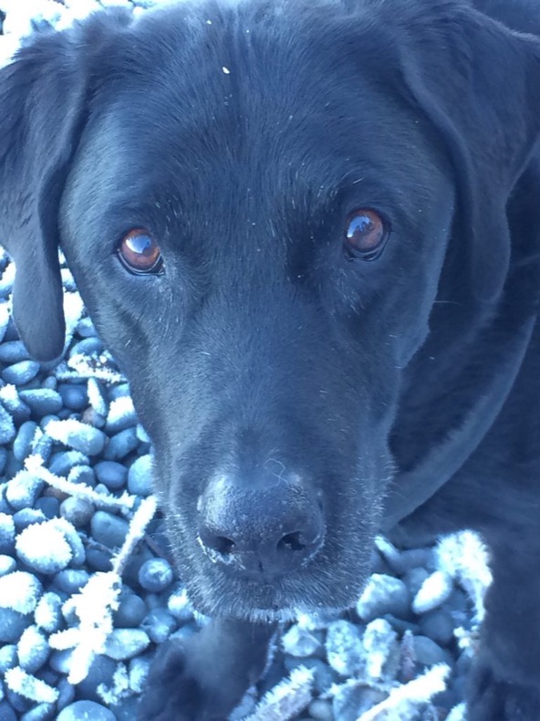 brody cold